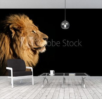 Picture of Portrait of a big male African lion on black